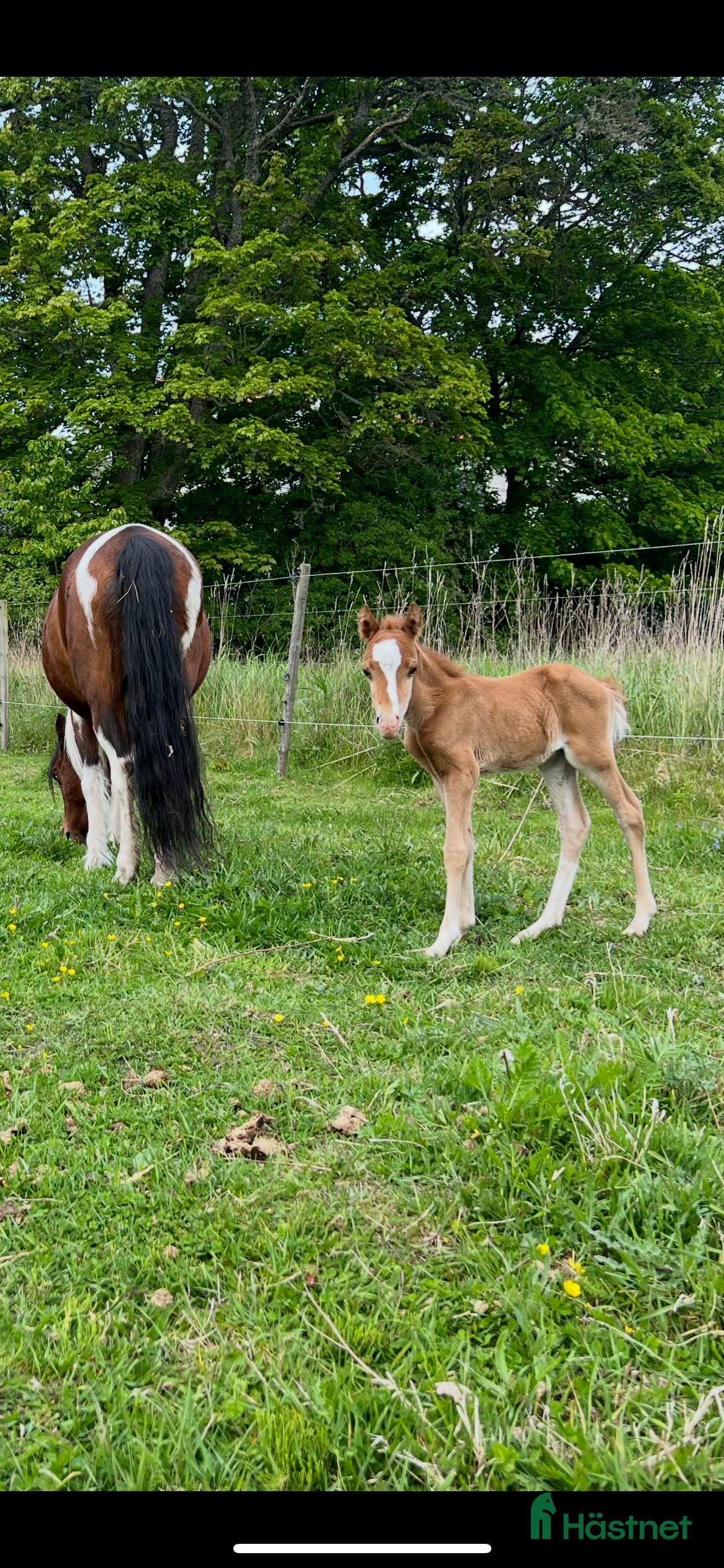  avel Avelssto - Annons 9