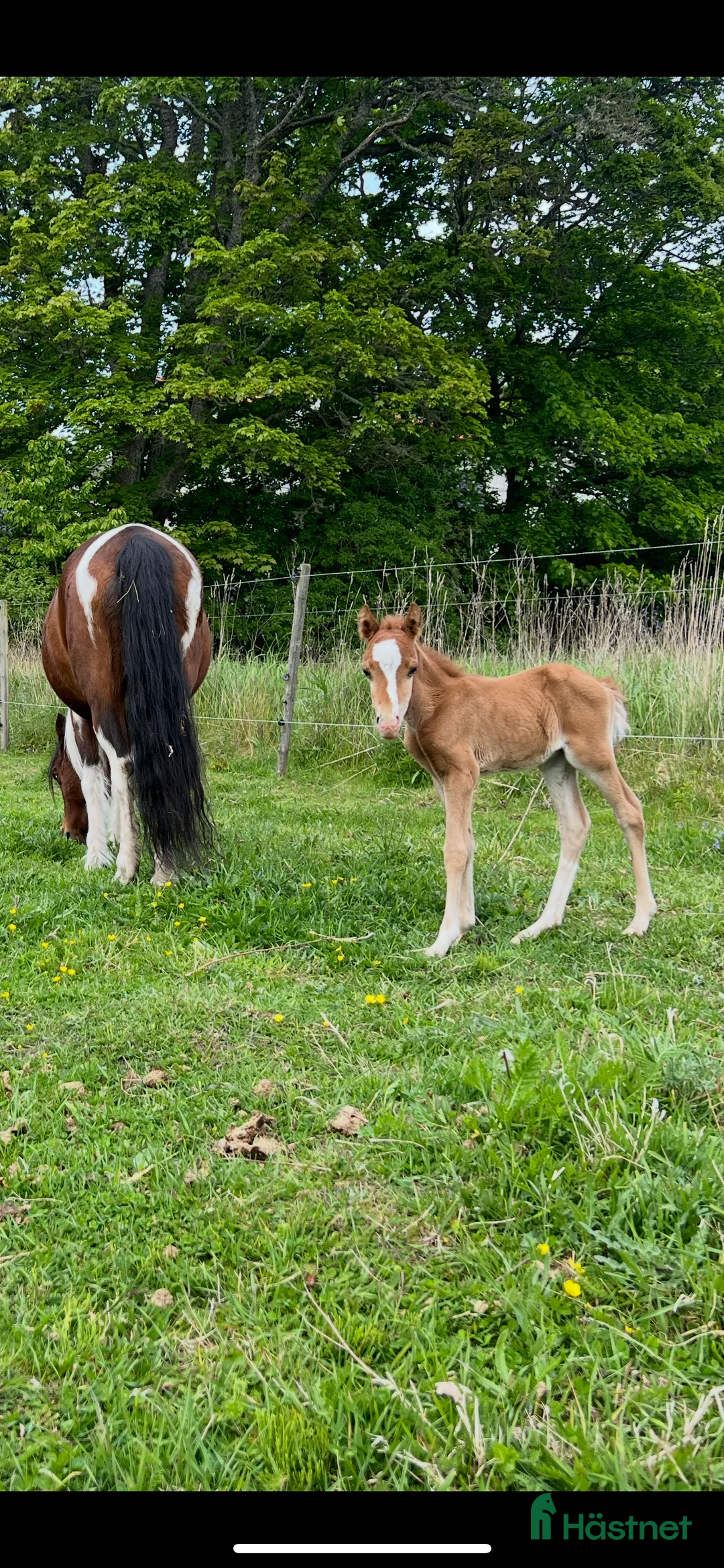  avel finnes: Avelssto i Vaxholm - Annons 1