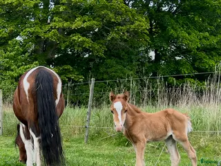 avel Avelssto - Annons 9