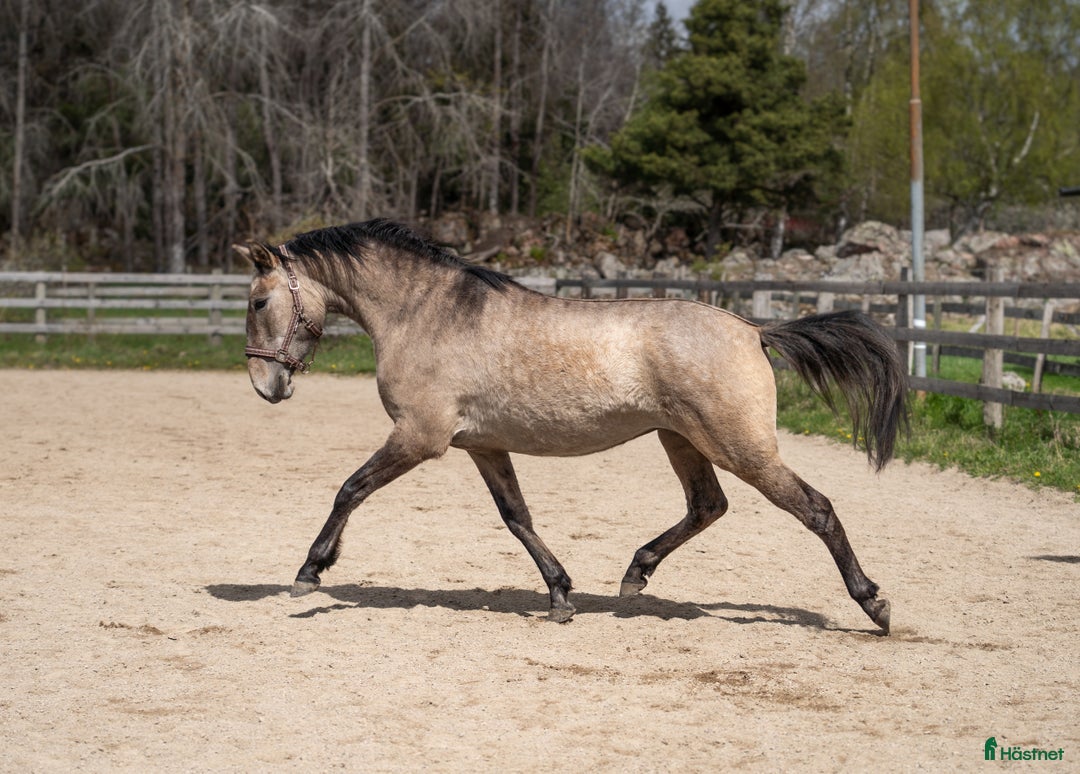 Working Equitation hästar till salu: Lovande 3-årigt sto med fantastiskt temperament i Uppsala - Annons 2