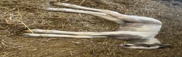 Allround hästar till salu: Fantastisk Irish cob hingstföl  - Annons 21