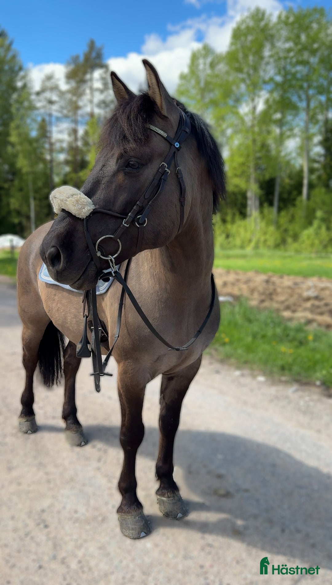 Allround hästar till salu: Maxad C-ponny i Fagersta - Annons 2