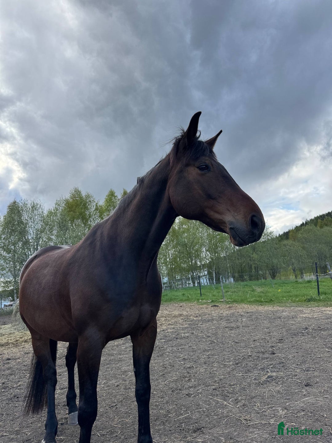 Allround hästar till salu: Ridtravare söker ett för alltid hem i Sundsvall - Annons 10