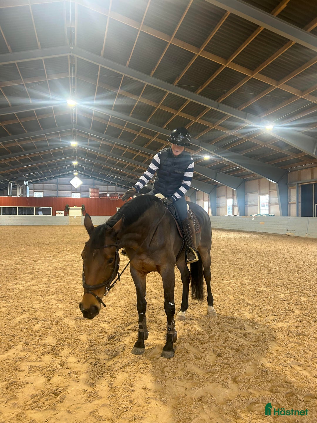 Allround hästar till salu: Toppstammad häst för varierad ridning i Sigtuna - Annons 3