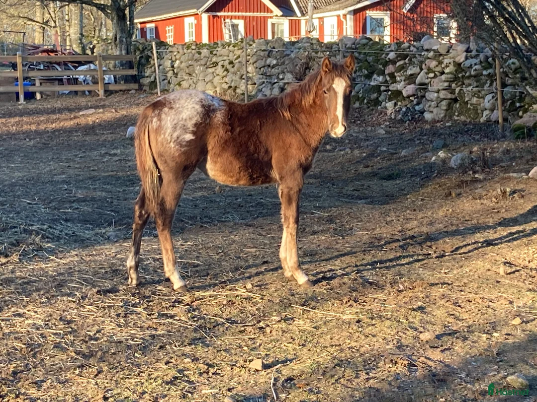 Allround hästar till salu: Appaloosa hingstföl i Fågelmara - Annons 4
