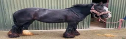 Allround hästar till salu: Bombproof / therapy pony - Annons 8