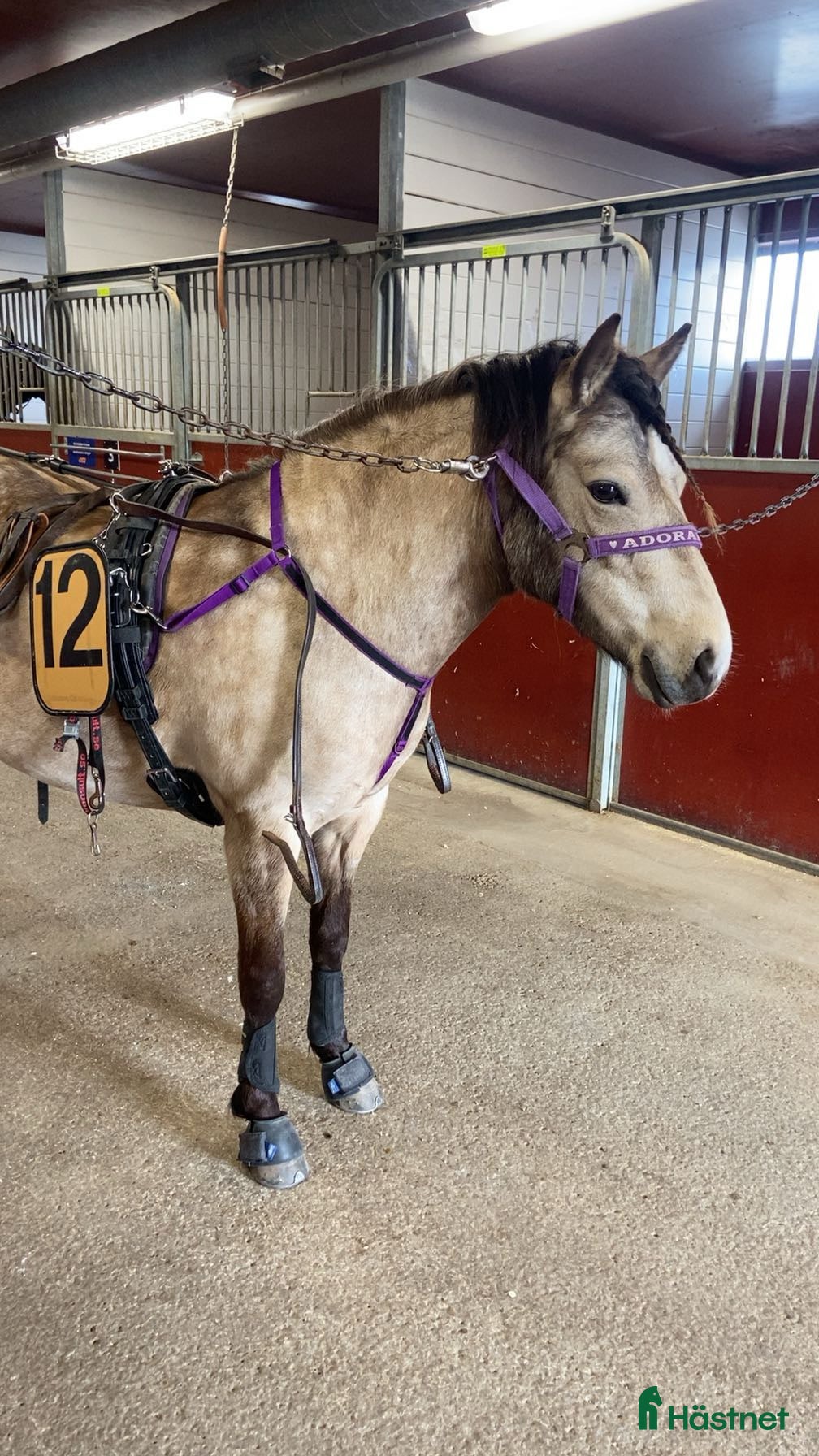  hästar Diplomsto 40p med 9:a på traven i Sundsvall - Annons 5