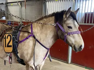 hästar Diplomsto 40p med 9:a på traven i Sundsvall - Annons 5