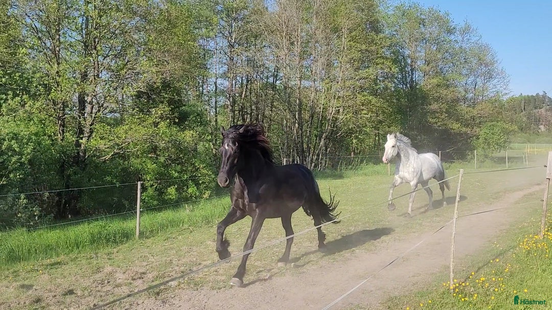  medryttarhäst sökes: Söker dig som gillar pyssel och mys i stallet i Grödinge - Annons 4