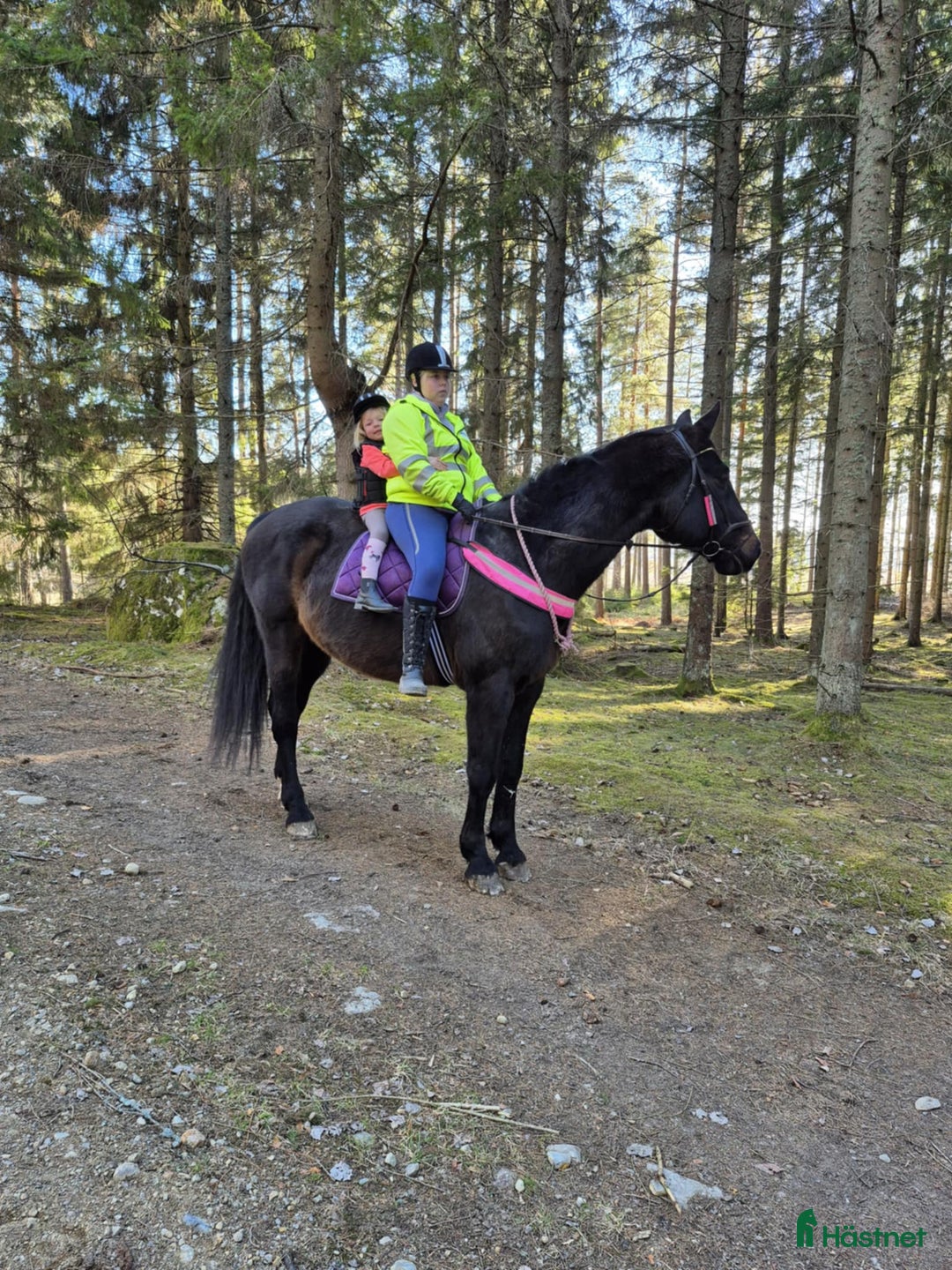  medryttarhäst finnes: Söker en till medryttare till stort halvblod i Grödinge - Annons 4