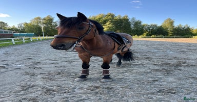  hästar i Junsele - Annons 14