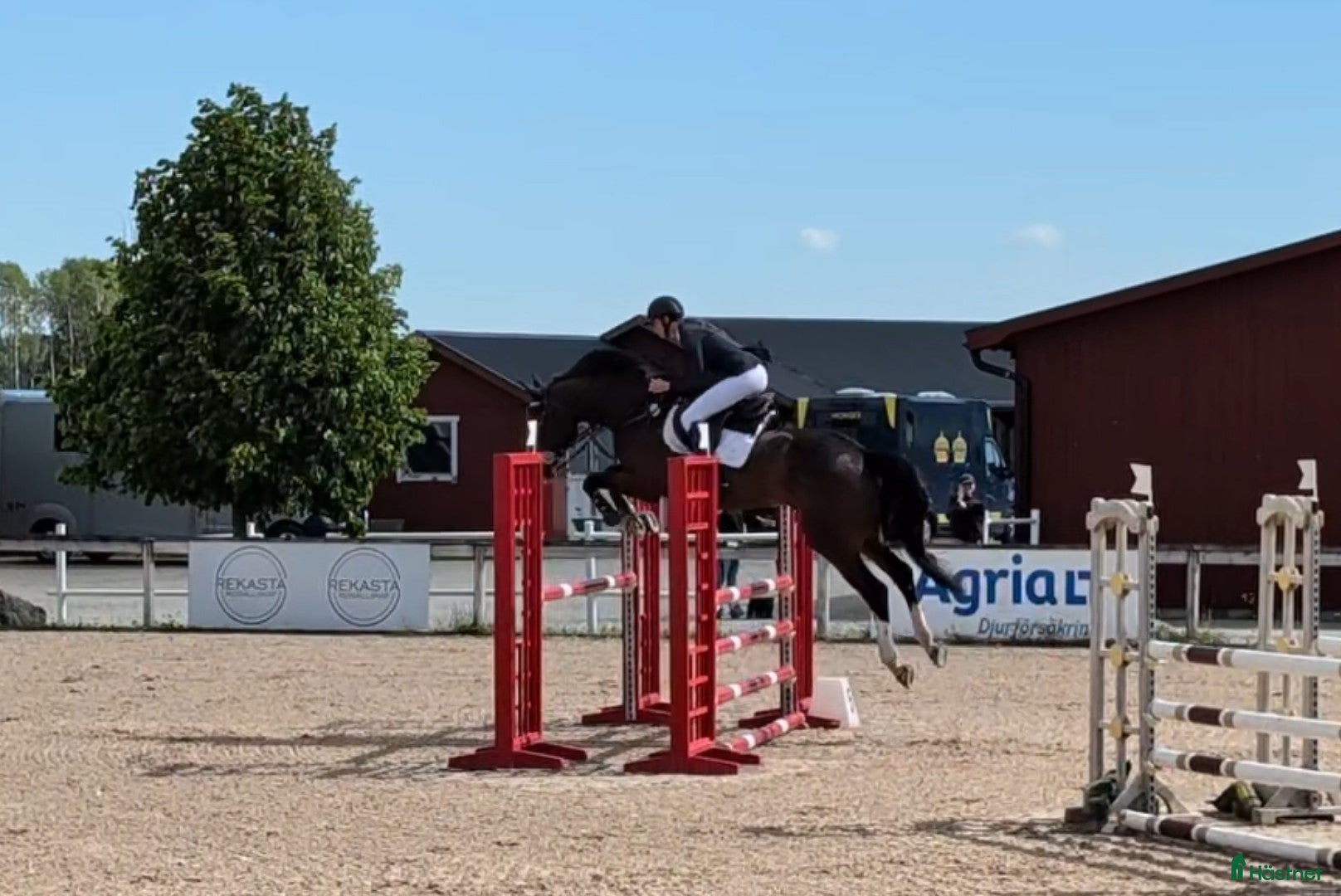  hästar Talangfull 5-åring för hoppning eller fälttävlan - Annons 6