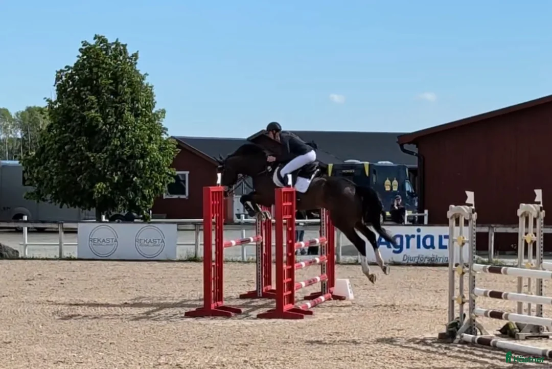 Allround hästar till salu: Talangfull 5-åring för hoppning eller fälttävlan - Annons 1