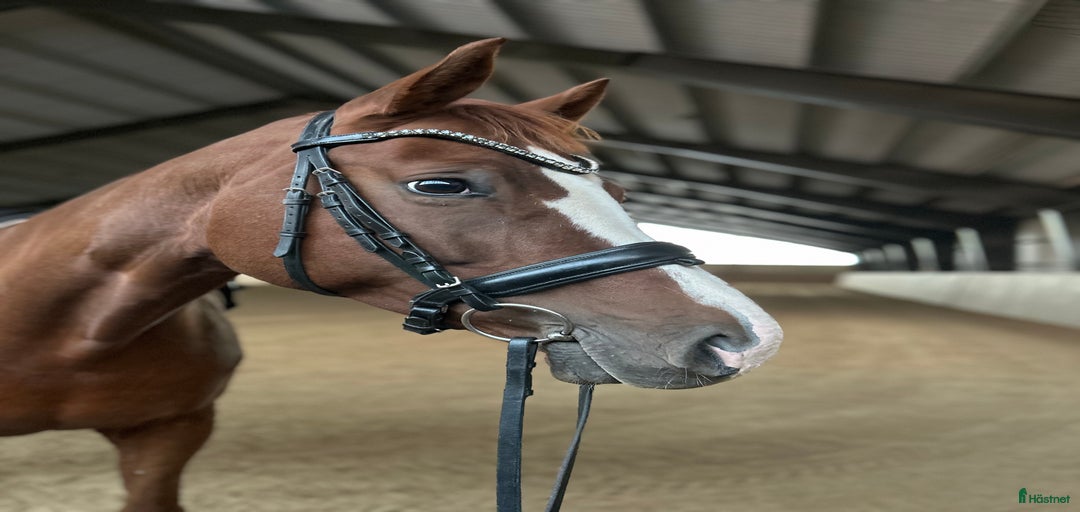 Galleribild {{count}}