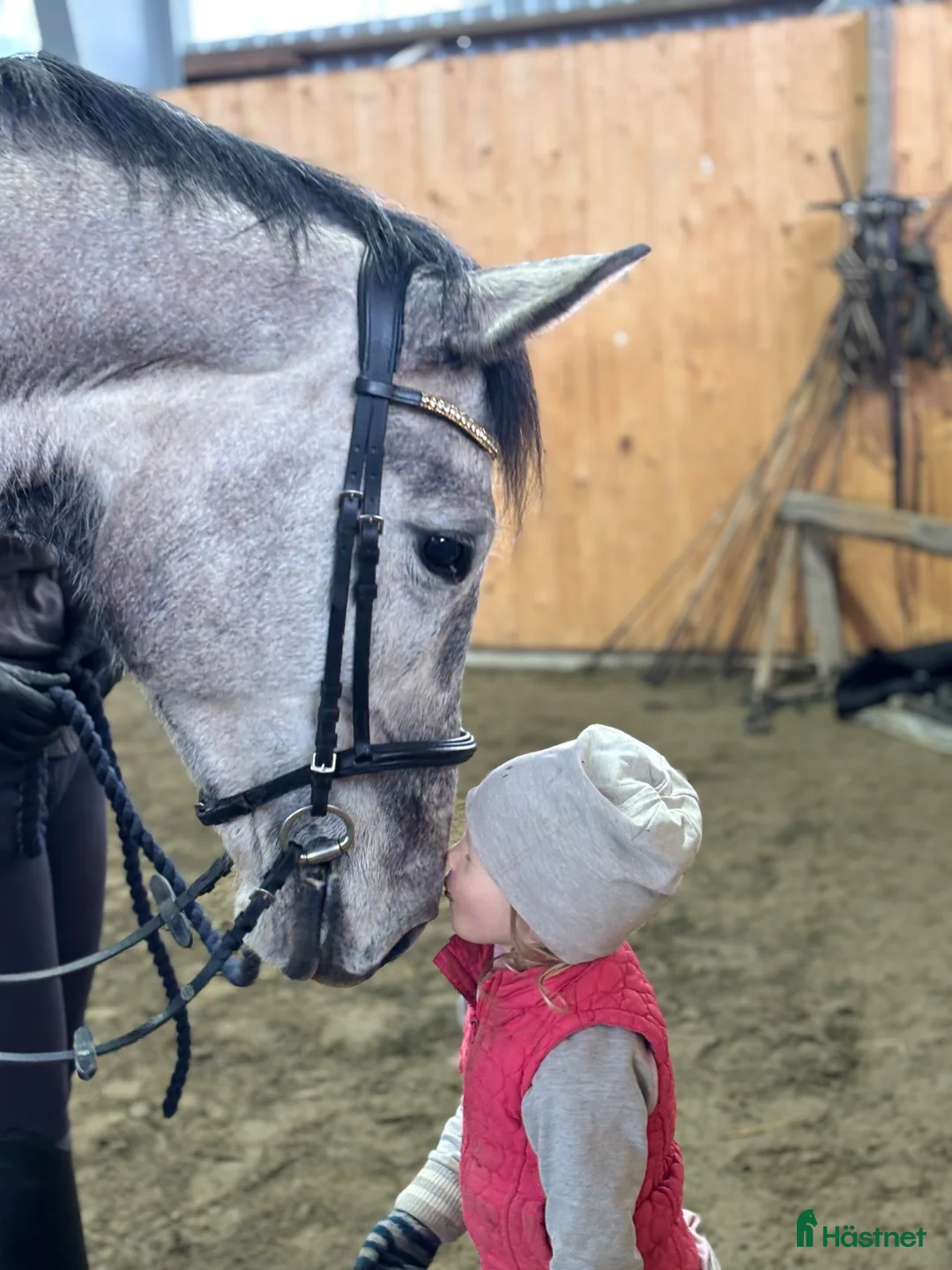Hoppning hästar till salu: Enelzkey-sto för framtiden✨ - Annons 2