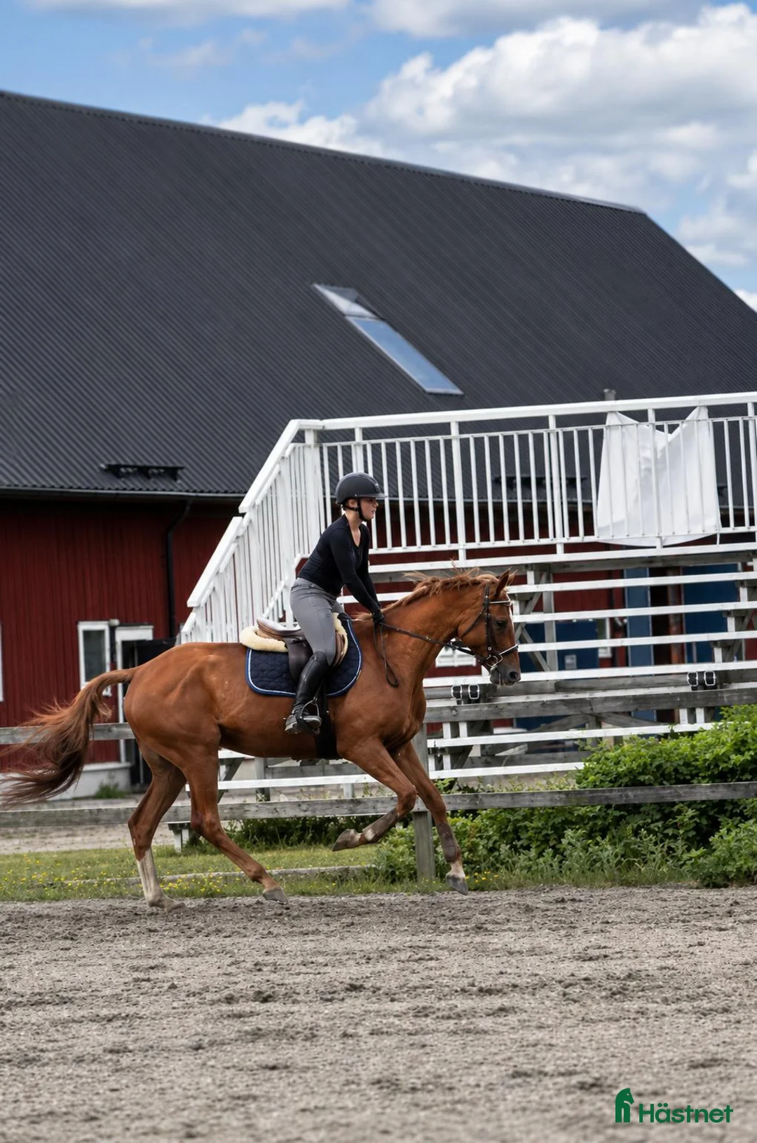 Allround hästar till salu: Trevlig allroundhäst/verksamhet - PRISSÄNKT  - Annons 2