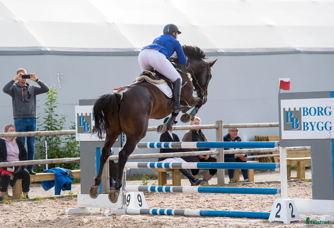 Hoppning hästar till salu: Fälttävlan/hopphest som elsker å jobbe i Råde - Annons 4