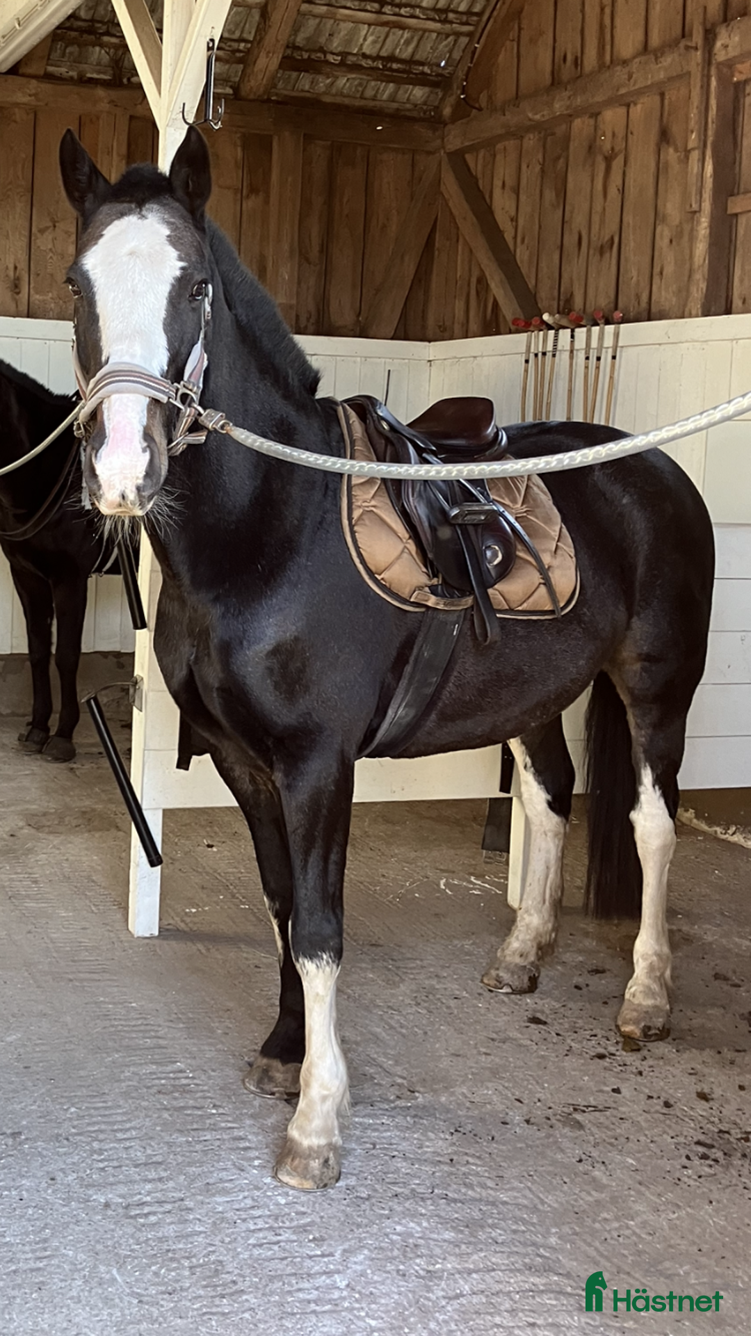 Allround hästar till salu: Underbar Allround Ponny! i Sjöbo - Annons 1