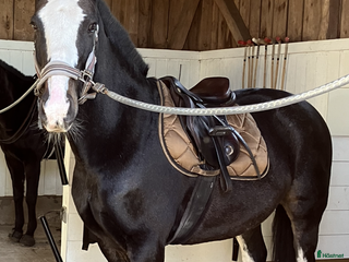 hästar Underbar Allround Ponny! i Sjöbo - Annons 1