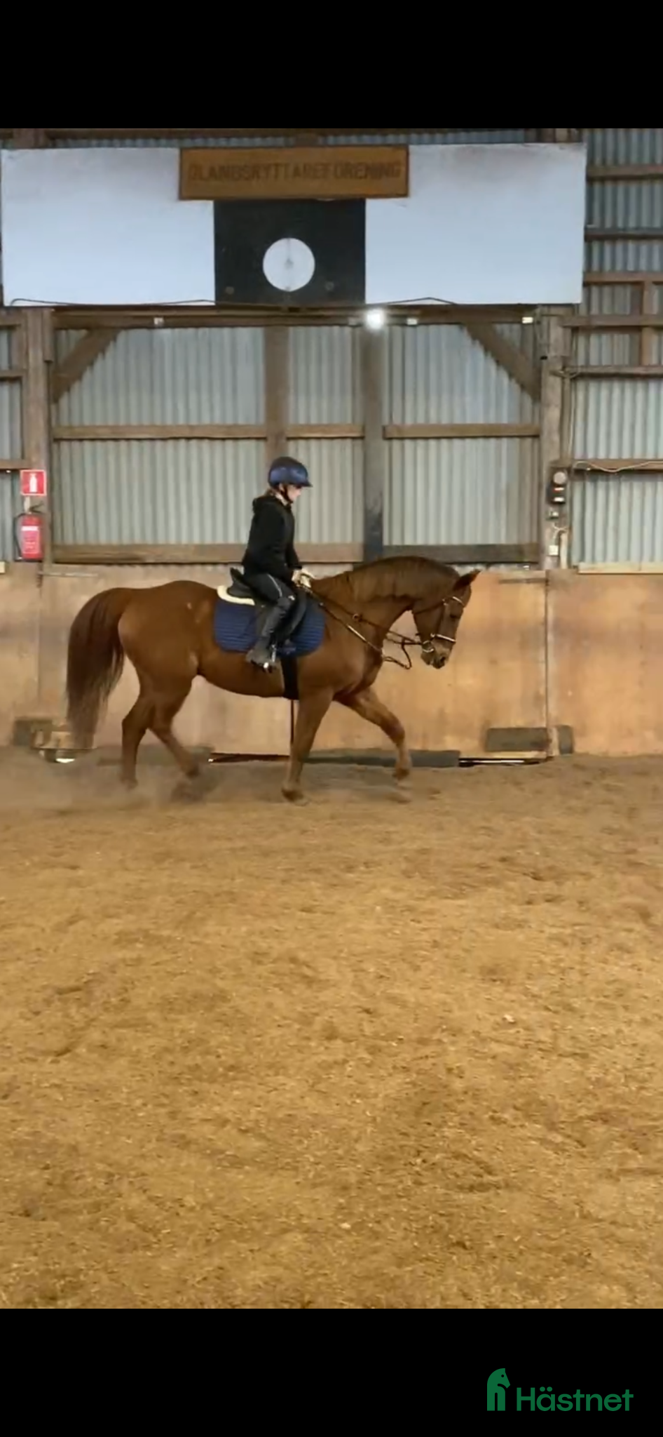  hästar Arbetsvillig valack med stor personlighet - Annons 6