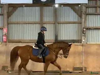 hästar Arbetsvillig valack med stor personlighet - Annons 13