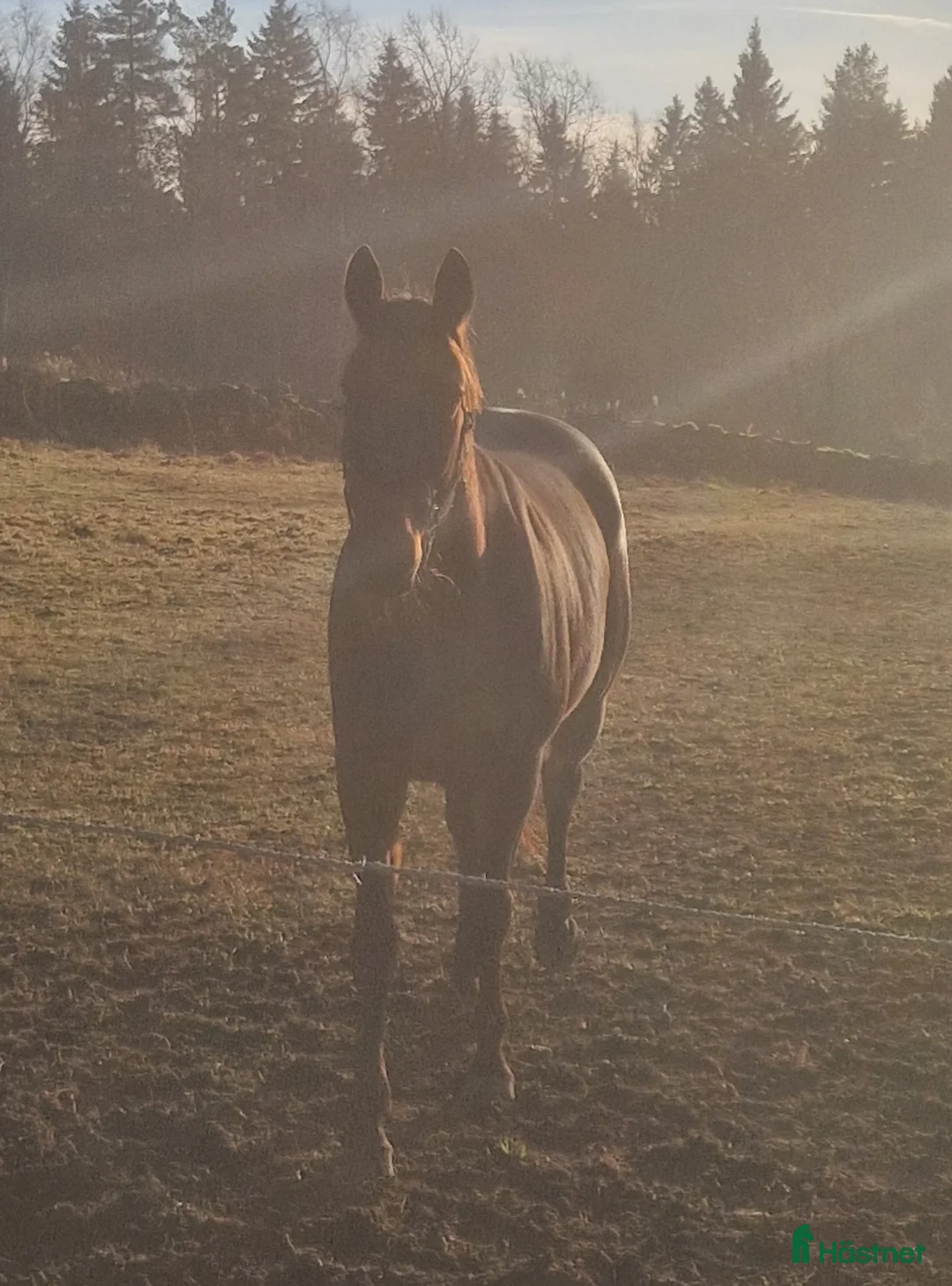 Allround hästar till salu: Söker en bästa vän! - Annons 3