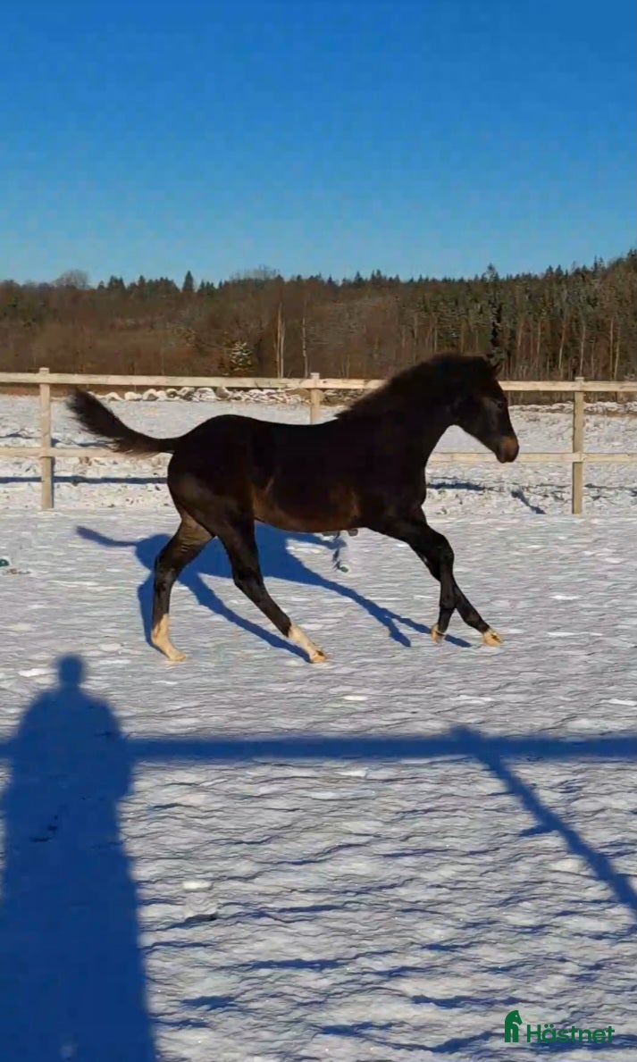  hästar Sto med utstrålning i Broaryd - Annons 18