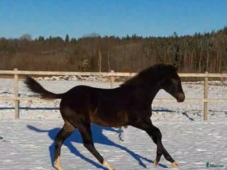 hästar Sto med utstrålning i Broaryd - Annons 17
