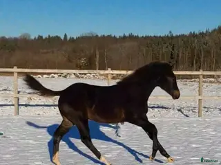 hästar Sto med utstrålning i Broaryd - Annons 18