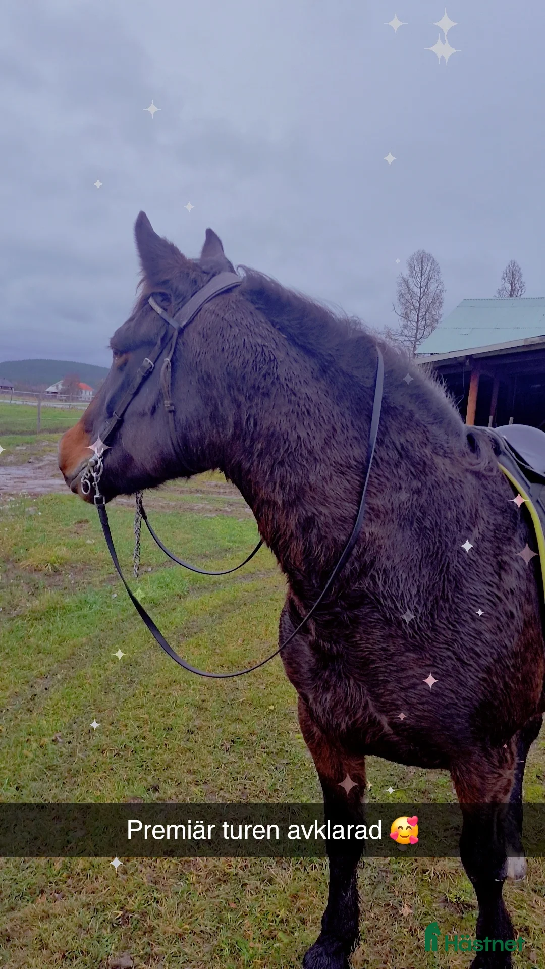 Allround hästar till salu: Äldre sto . - Annons 1