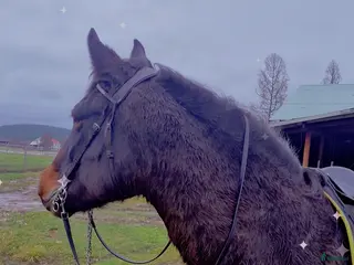 hästar Äldre sto . - Annons 8