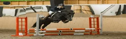 Hoppning hästar till salu: New Forest pony stallion, Horshaka Mighty Don - Annons 12