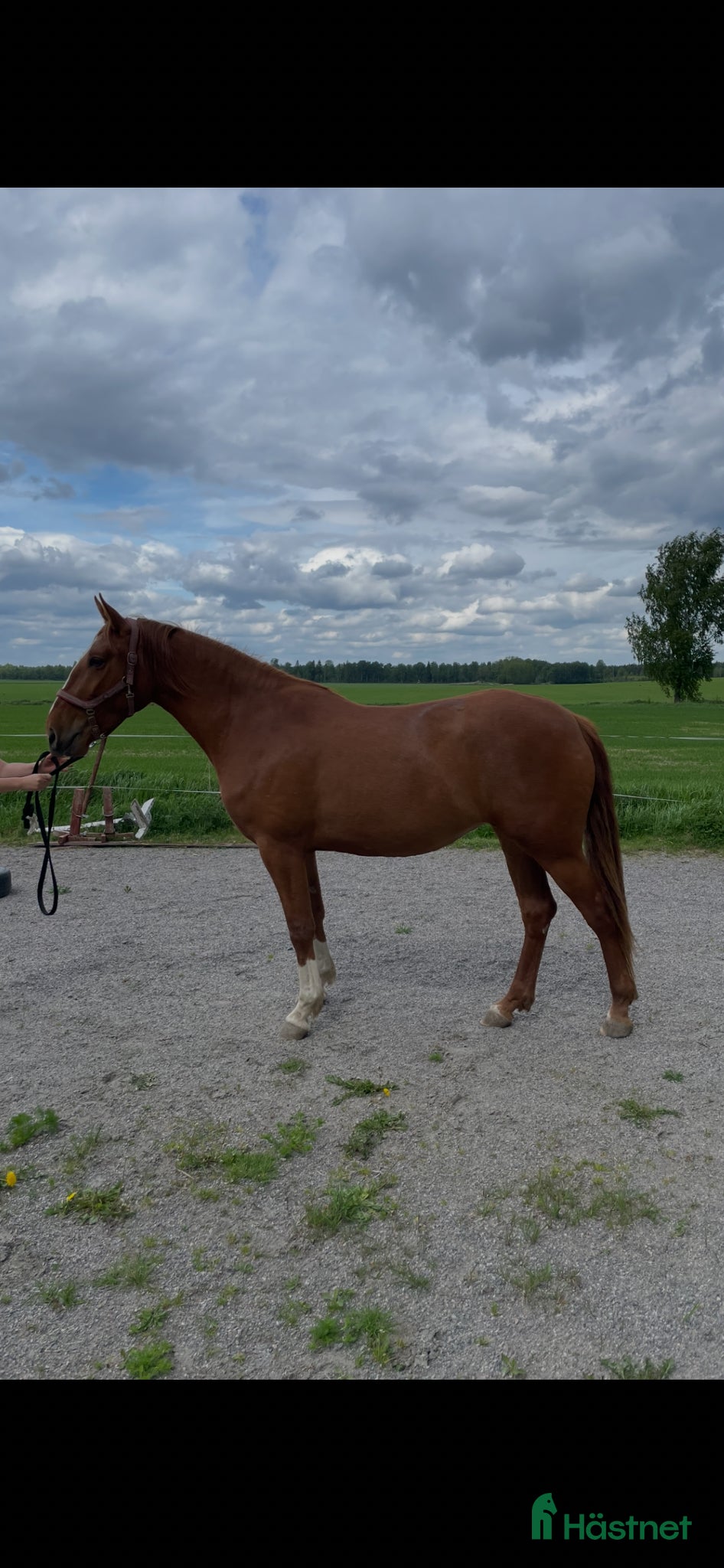 hästar Lovande 3 årigt sto PRE/halvblod - Annons 1