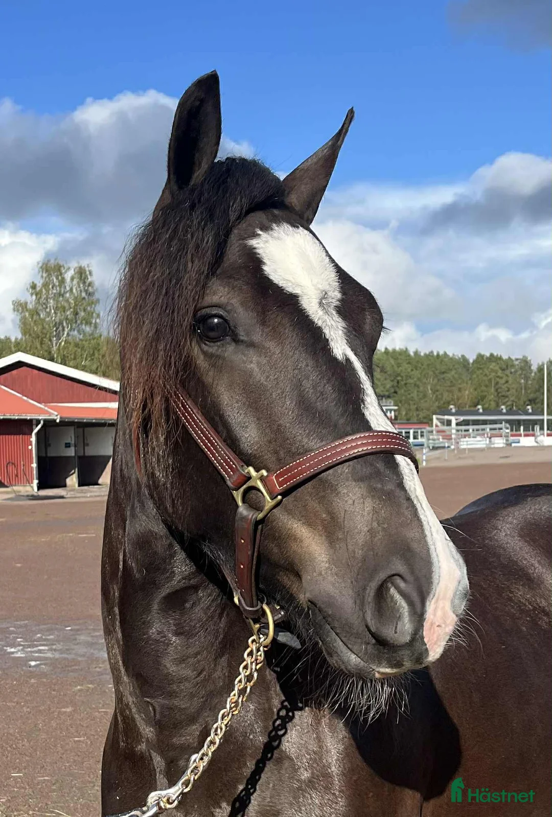 Trav hästar till salu: Välstammad 3 åring - Annons 4