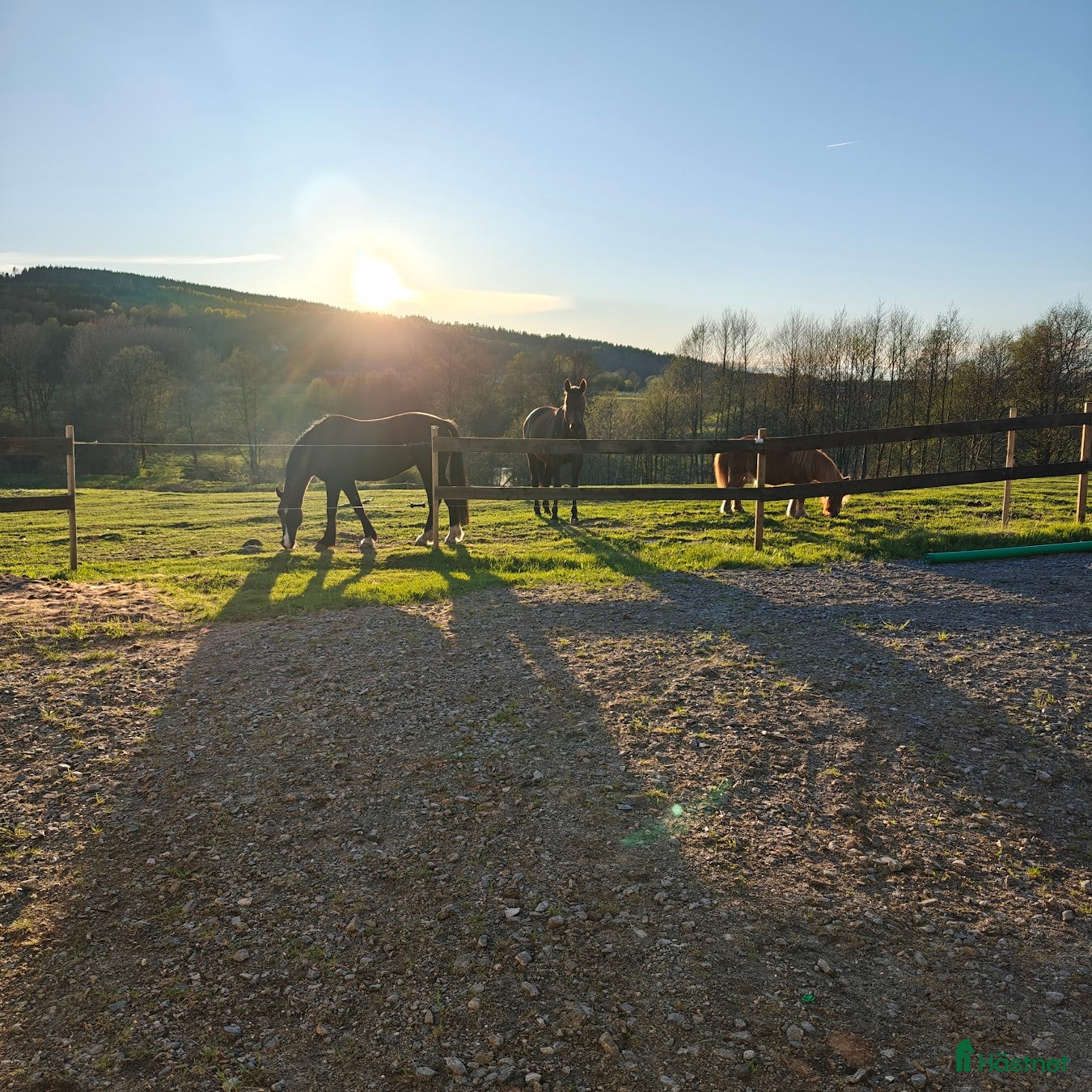  medryttarhäst finnes: Medryttare sökes i Björketorp - Annons 8