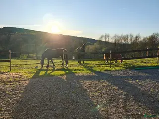 medryttarhäst finnes: Medryttare sökes i Björketorp - Annons 8