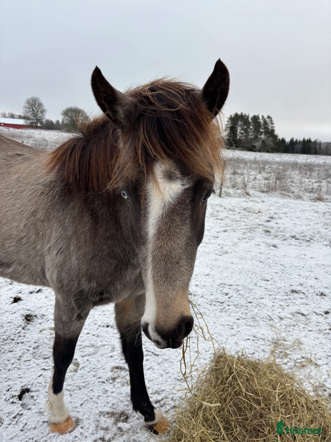 Hoppning hästar till salu: Ponny för framtiden  - Annons 4