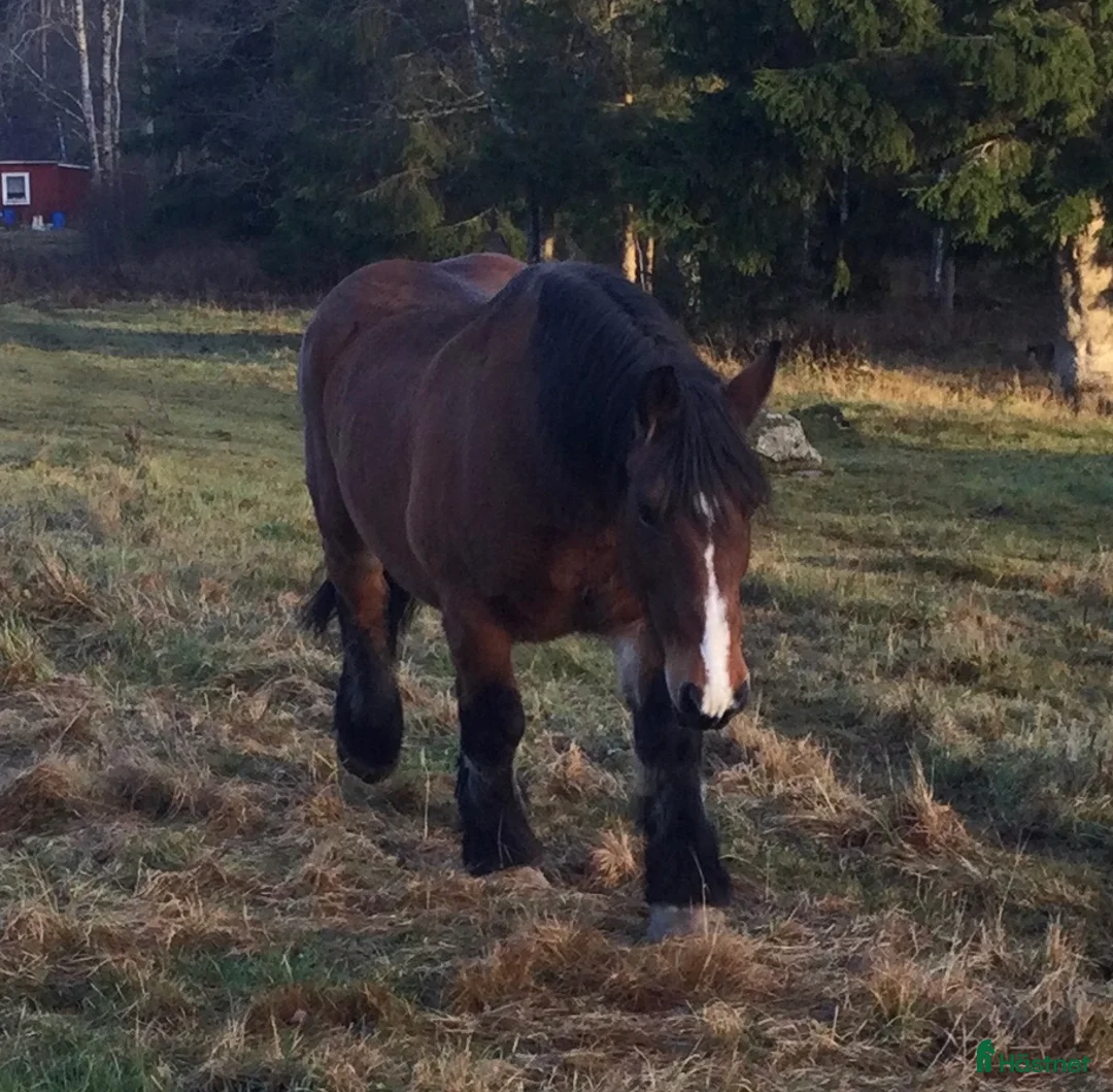 Sällskap hästar till salu: Stina till sällskap i Korsberga - Annons 4
