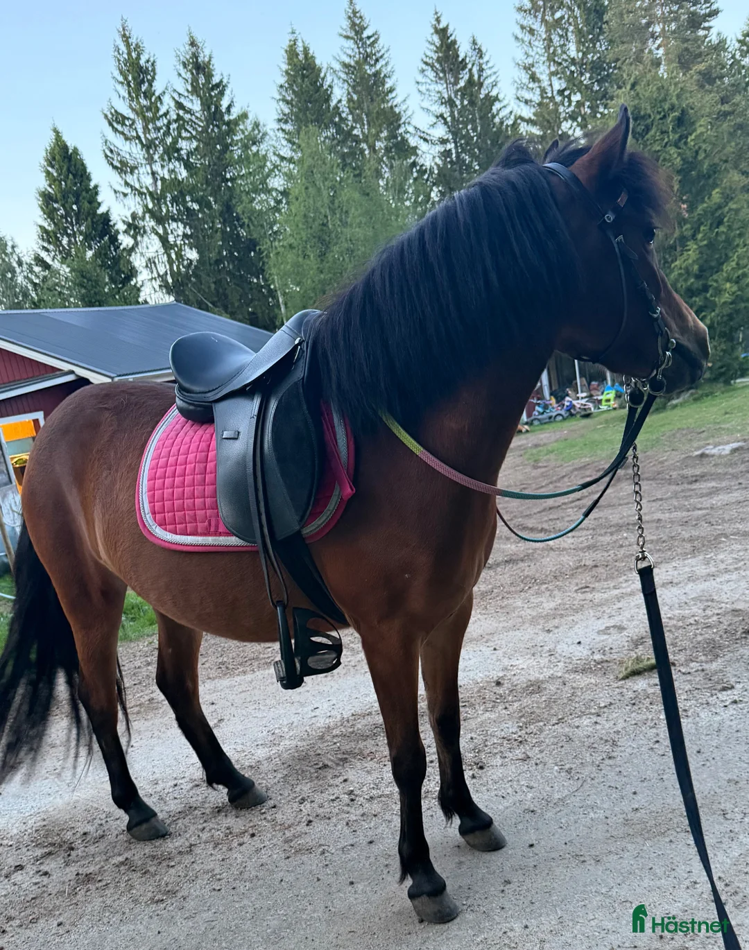 Allround hästar till salu: Jättefin b-ponny - Annons 1