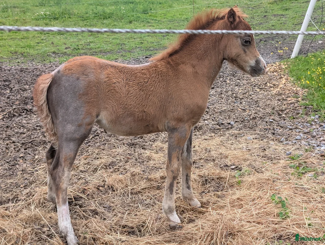 Allround hästar till salu: Intressekoll för fina Luna i Frövi - Annons 2
