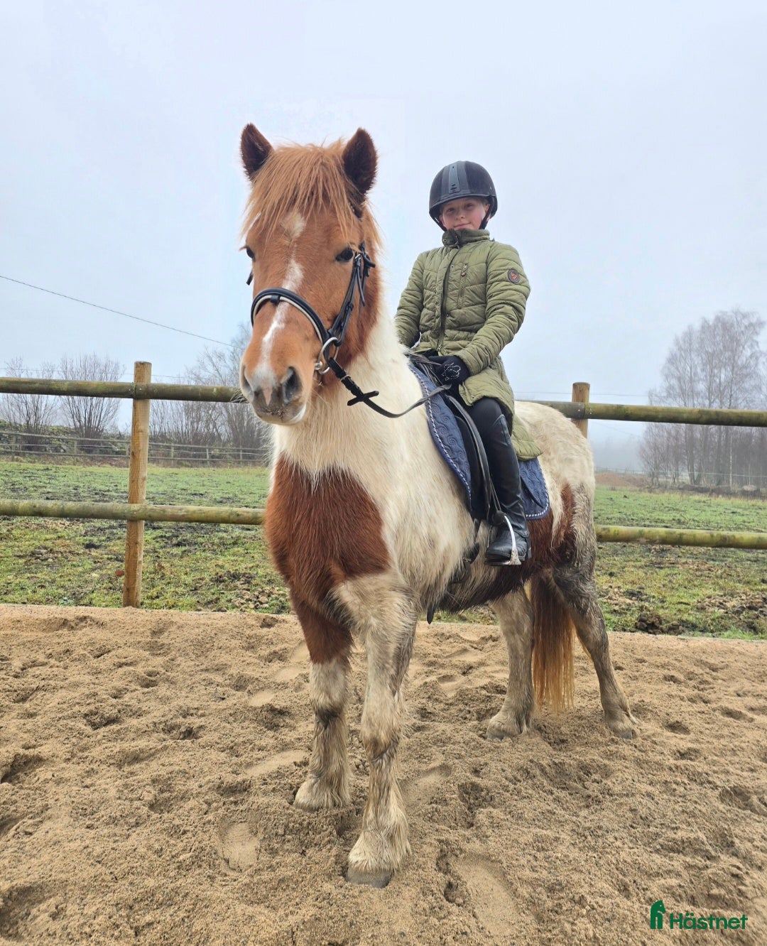  hästar Mor -dotter/sonhäst alt verksamhet i Tyringe - Annons 7