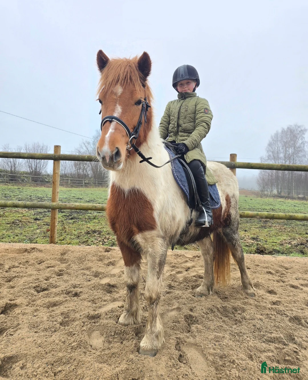 Island hästar till salu: Mor -dotter/sonhäst alt verksamhet i Tyringe - Annons 1