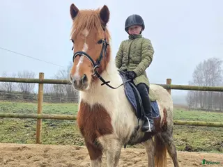 hästar Mor -dotter/sonhäst alt verksamhet i Tyringe - Annons 7