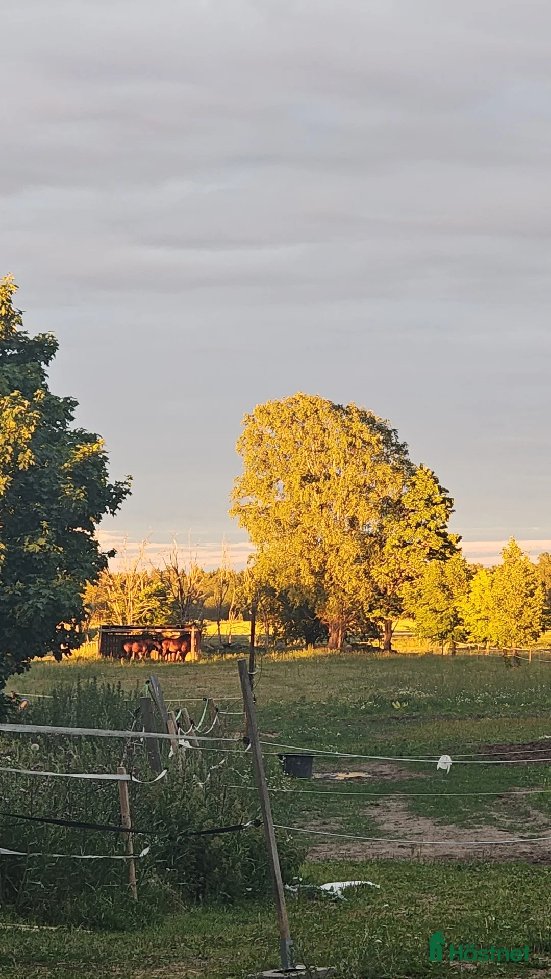Allround hästar sökes: Foderhäst Sökes 🐴 - Annons 2