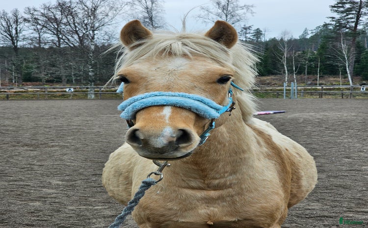  hästar Tillfälle  i Vena - Annons 11