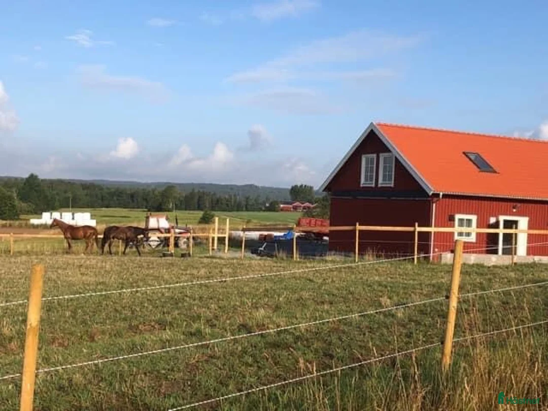  stallplats finnes: Stallplatser i Alingsås  - Annons 11