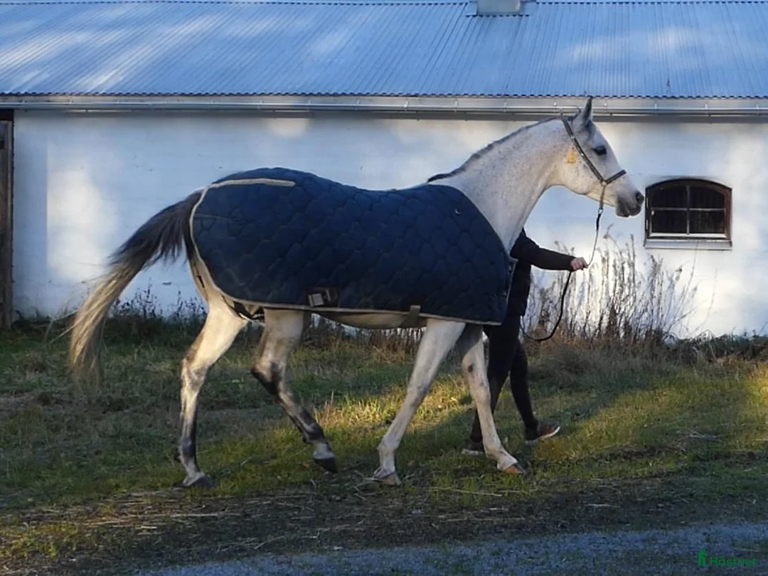 Täcken hästutrustning till salu: 130 cm show-stalltäcke fodrat - Annons 1