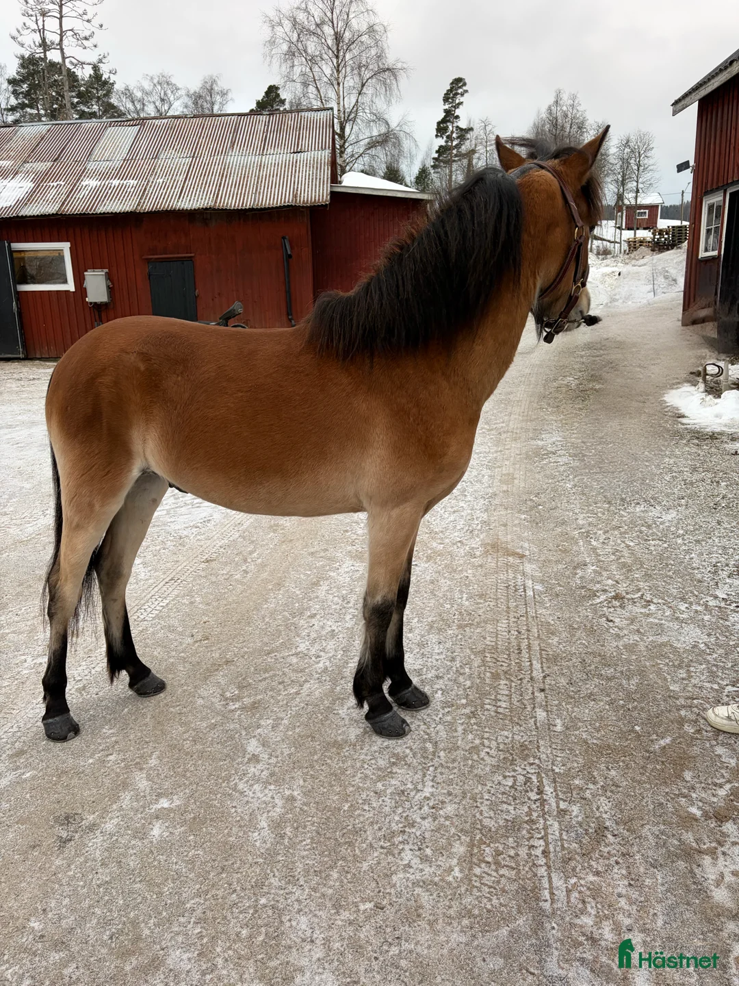 Trav hästar till salu: Superlovande gotlandsruss med travstam! i Mangskog - Annons 2