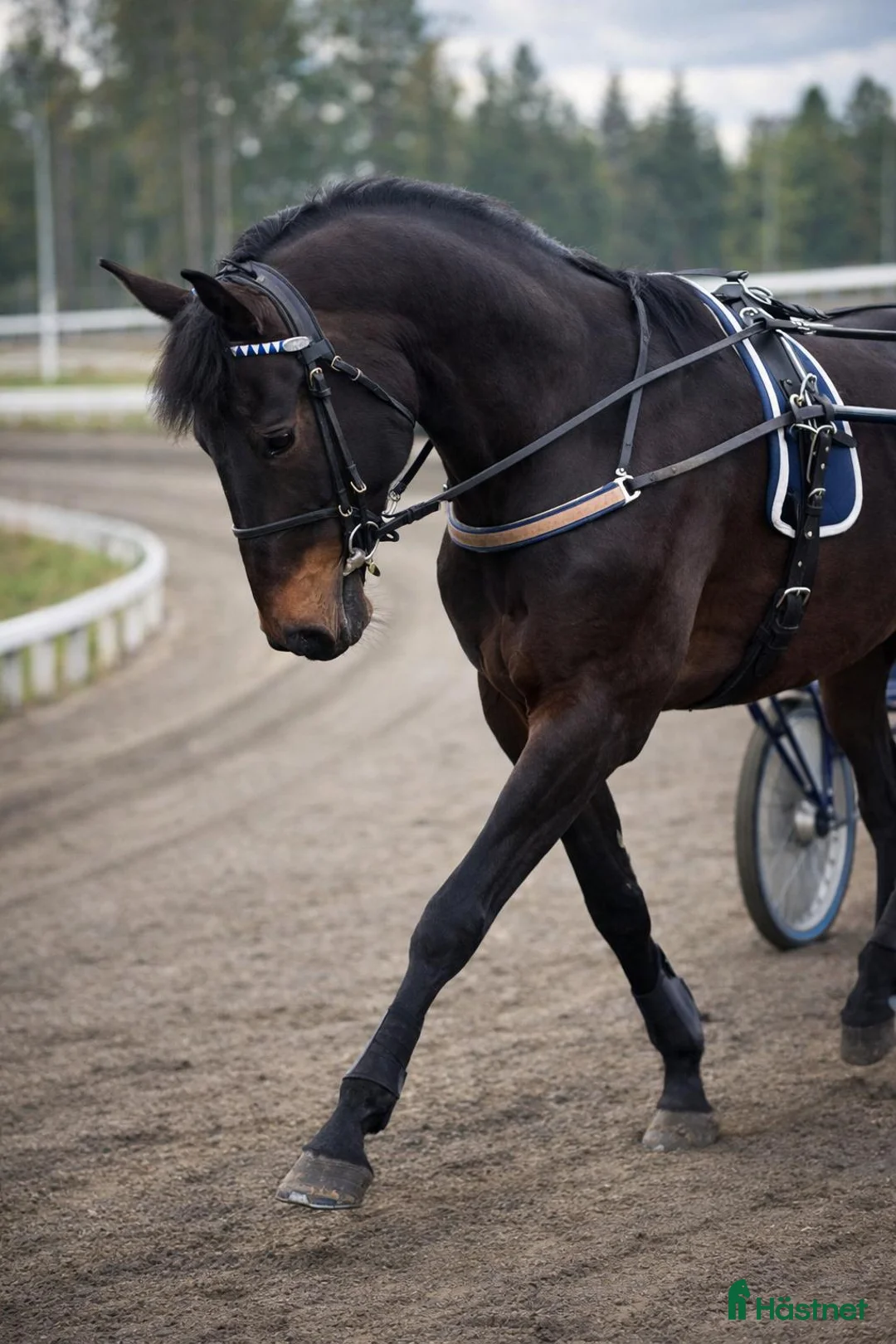 Allround hästar till salu: Säljes eller fodervärd  - Annons 2