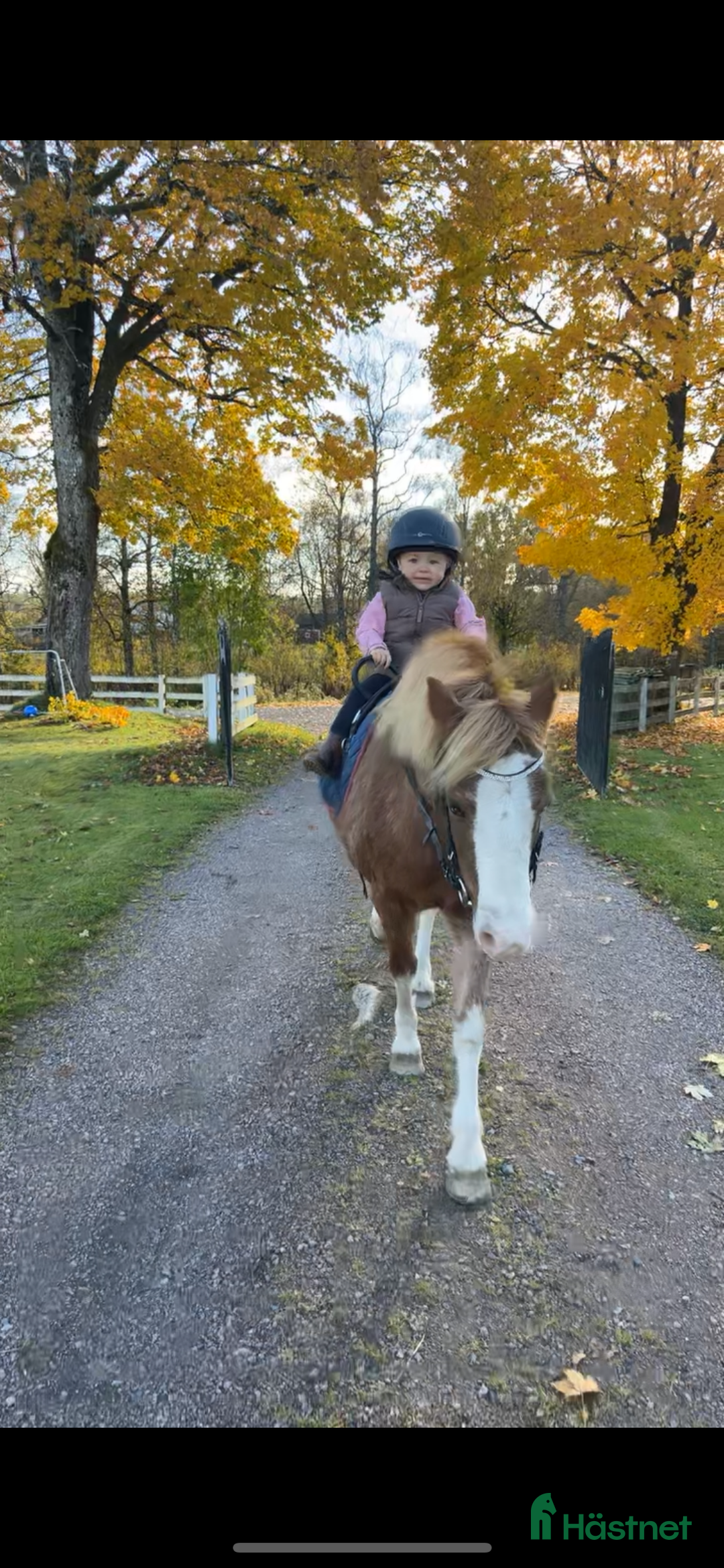 Allround hästar sökes: Läromästare  i Månsarp - Annons 2